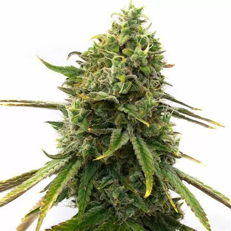 Comprar Semillas Strawberry Cough (Fem) Buy Strawberry Cough Seeds (Fem) - Premium Feminized Seeds
