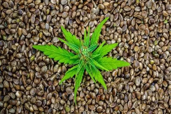 Buy Cannabis Seeds Online Germany | Weedmarihuana.eu Where Can I Buy Cannabis Seeds Online