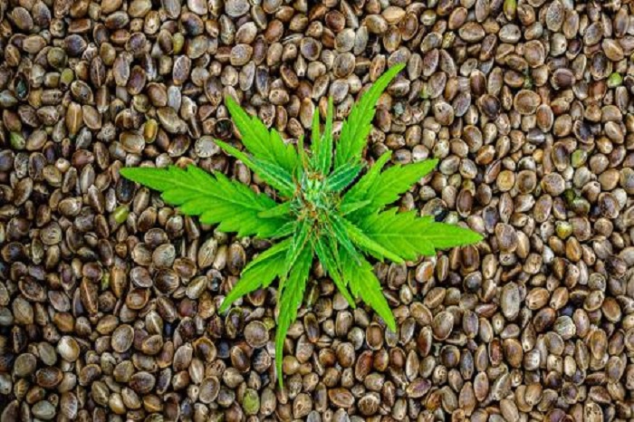 Where Can I Buy Cannabis Seeds Online