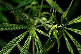 Which Vendors Offer Compliant THC Products for Clinics? What conditions can medical marijuana be used to treat?