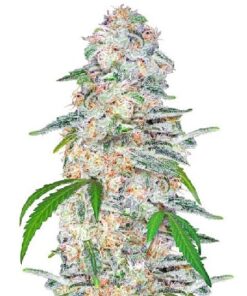 🌿 Comprar Semillas Blue Dream - Blue Dream Semillas en Venta - Super Blue Dream Seeds