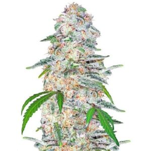Comprar Semillas Blue Dream 🌿 Comprar Semillas Blue Dream - Blue Dream Semillas en Venta - Super Blue Dream Seeds
