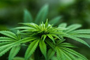 Weed online kaufen Deutschland